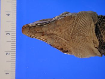 Media type: image; Herpetology R-46040